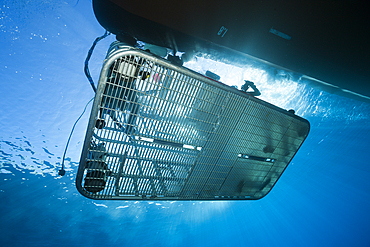 Great White Shark Cage Diving, Guadalupe Island, Mexico