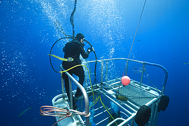 Great White Shark Cage Diving, Guadalupe Island, Mexico