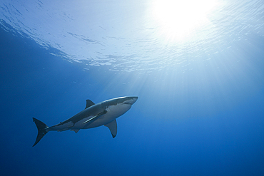 Great White Shark, Carcharodon carcharias, Guadalupe Island, Mexico