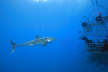 Great White Shark Cage Diving, Carcharodon carcharias, Guadalupe Island, Mexico