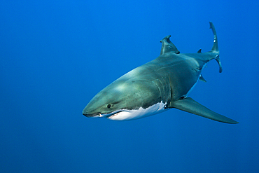 Great White Shark, Carcharodon carcharias, Guadalupe Island, Mexico