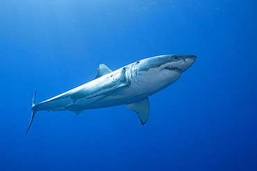 Great White Shark, Carcharodon carcharias, Guadalupe Island, Mexico