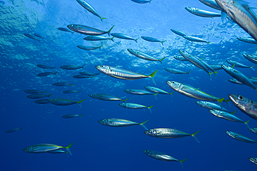 Pacific Jack Mackerels, Trachurus symmetricus, Guadalupe Island, Mexico