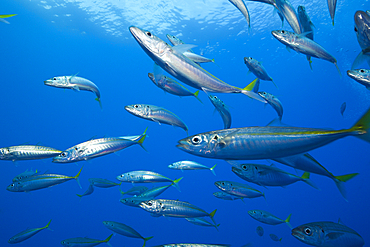 Pacific Jack Mackerels, Trachurus symmetricus, Guadalupe Island, Mexico