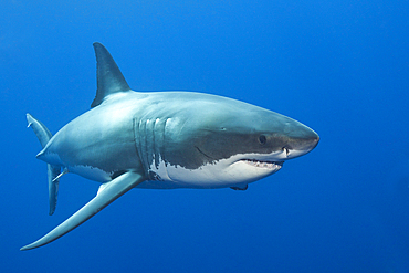 Great White Shark, Carcharodon carcharias, Guadalupe Island, Mexico