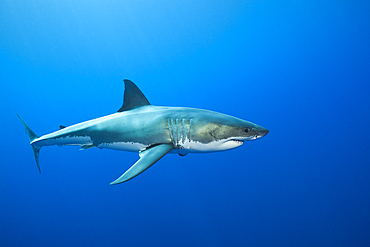 Great White Shark, Carcharodon carcharias, Guadalupe Island, Mexico