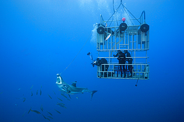 Great White Shark Cage Diving, Carcharodon carcharias, Guadalupe Island, Mexico