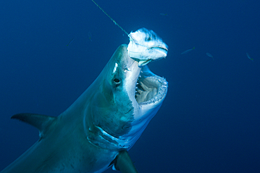 Great White Shark, Carcharodon carcharias, Guadalupe Island, Mexico