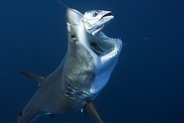 Great White Shark, Carcharodon carcharias, Guadalupe Island, Mexico