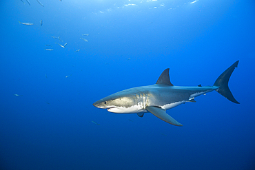 Great White Shark, Carcharodon carcharias, Guadalupe Island, Mexico