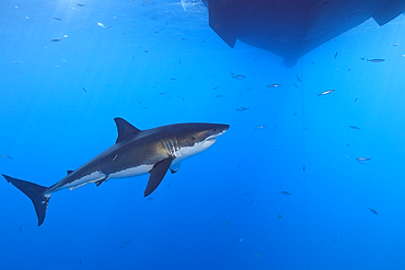 Great White Shark, Carcharodon carcharias, Guadalupe Island, Mexico