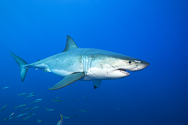 Great White Shark, Carcharodon carcharias, Guadalupe Island, Mexico