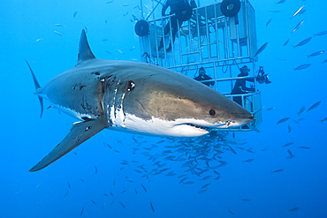 Great White Shark Cage Diving, Carcharodon carcharias, Guadalupe Island, Mexico