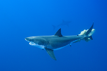 Great White Shark, Carcharodon carcharias, Guadalupe Island, Mexico