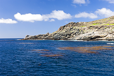 Kelp at Coast of San Benito, San Benito Island, Mexico