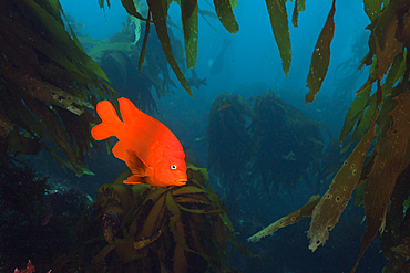 Garibaldi Fish in Kelp forest, Hypsypops rubicundus, San Benito Island, Mexico