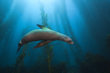 California Sea Lion in Kelp Forest, Zalophus californianus, San Benito Island, Mexico