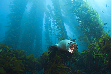 California Sea Lion in Kelp Forest, Zalophus californianus, San Benito Island, Mexico