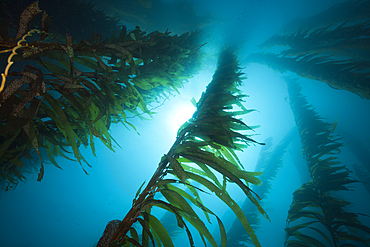 Kelp Forest Giant Kelp, Macrocystis pyrifera, San Benito Island, Mexico