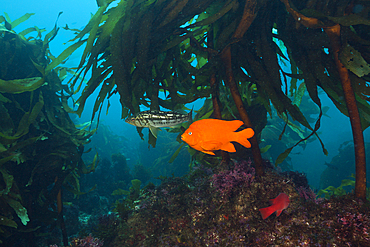 Garibaldi Fish in Kelp forest, Hypsypops rubicundus, San Benito Island, Mexico