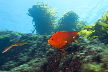 Garibaldi Fish in Kelp forest, Hypsypops rubicundus, San Benito Island, Mexico