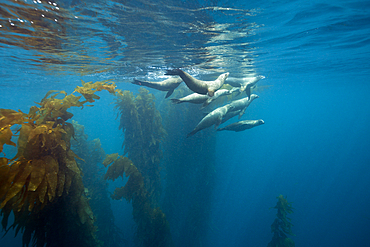 California Sea Lion, Zalophus californianus, San Benito Island, Mexico