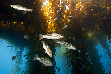 Kelp Bass in Kelp Forest, Paralabrax clathratus, San Benito Island, Mexico