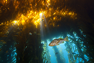 Kelp Bass in Kelp Forest, Paralabrax clathratus, San Benito Island, Mexico