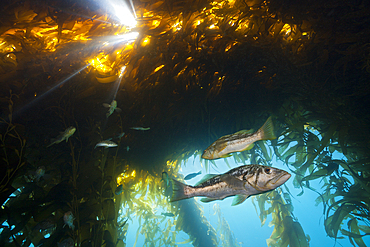 Kelp Bass in Kelp Forest, Paralabrax clathratus, San Benito Island, Mexico