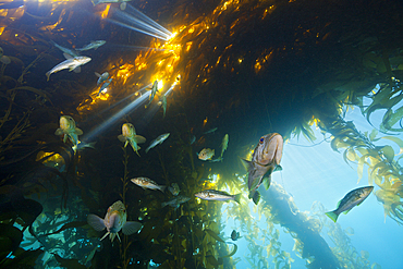 Kelp Bass in Kelp Forest, Paralabrax clathratus, San Benito Island, Mexico