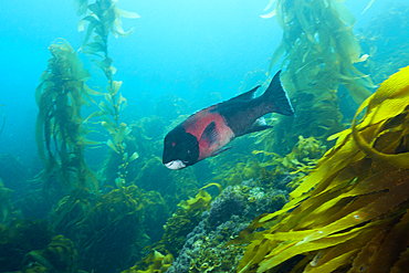 California Sheephead Wrasse, Semicossyphus pulcher, San Benito Island, Mexico