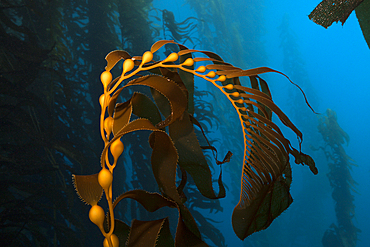 Kelp Forest Giant Kelp, Macrocystis pyrifera, San Benito Island, Mexico