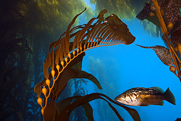 Kelp Bass in Kelp Forest, Paralabrax clathratus, San Benito Island, Mexico