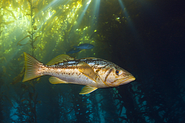 Kelp Bass in Kelp Forest, Paralabrax clathratus, Cedros Island, Mexico