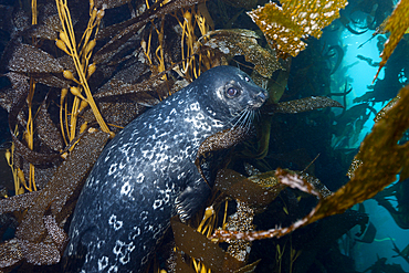 Pacific Harbor Seal, Phoca vitulina richardsi, Cedros Island, Mexico