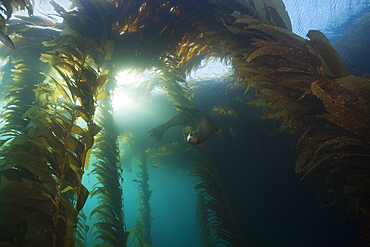 California Sea Lion in Kelp Forest, Zalophus californianus, Cedros Island, Mexico