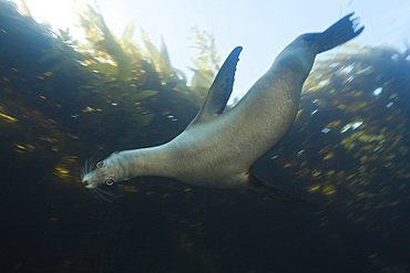 California Sea Lion, Zalophus californianus, Cedros Island, Mexico