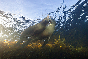 California Sea Lion, Zalophus californianus, Cedros Island, Mexico