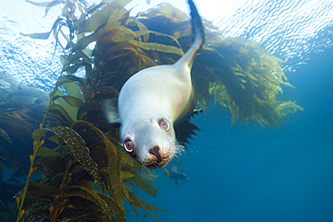 California Sea Lion, Zalophus californianus, Cedros Island, Mexico