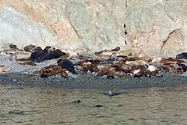 Colony of Sea Lion, Fur Seal and Elephant Seal, Zalophus californianus, Mirounga angustirostris, Arctocephalus townsendi, Cedros Island, Mexico