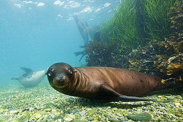 California Sea Lion, Zalophus californianus, Cedros Island, Mexico