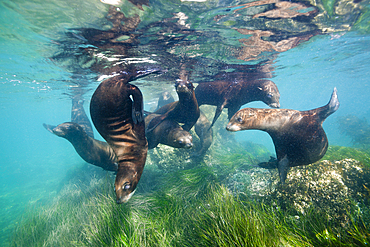 California Sea Lion, Zalophus californianus, Cedros Island, Mexico