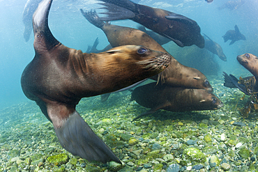 California Sea Lion, Zalophus californianus, Cedros Island, Mexico