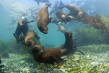 California Sea Lion, Zalophus californianus, Cedros Island, Mexico