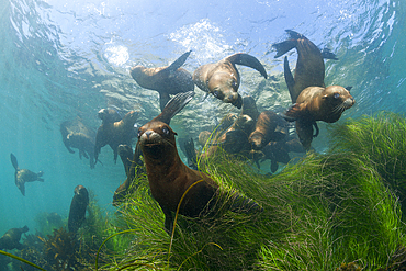 California Sea Lion, Zalophus californianus, Cedros Island, Mexico