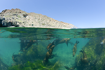 California Sea Lion, Zalophus californianus, Cedros Island, Mexico