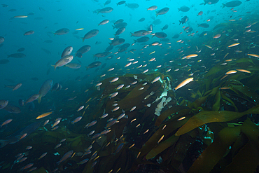 Shoal of Blacksmith Damselfish, Chromis punctipinnis, San Martin Island, Mexico