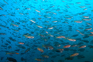 Shoal of Blacksmith Damselfish, Chromis punctipinnis, San Martin Island, Mexico