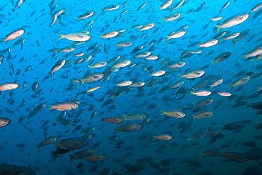 Shoal of Blacksmith Damselfish, Chromis punctipinnis, San Martin Island, Mexico