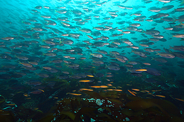 Shoal of Blacksmith Damselfish, Chromis punctipinnis, San Martin Island, Mexico